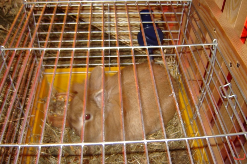 pasterka-2
