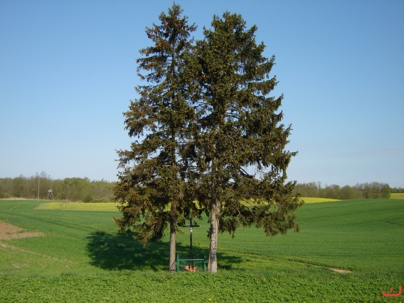 Duszoty